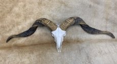 Rams schedel